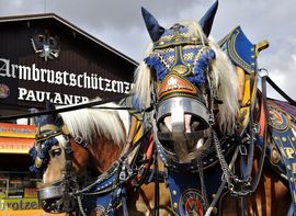 Horses during the procession of the Wiesnwirte in front of a tent at the Oktoberfest.
