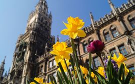 Gelbe und violette Tulpen vor dem Neuen Rathaus in München.